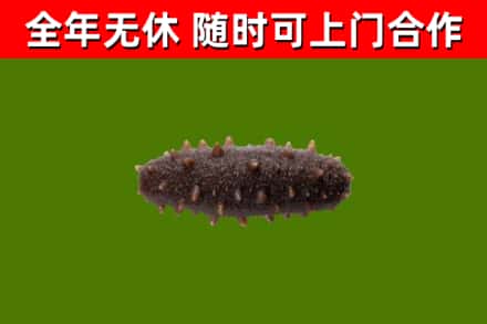 温岭市回收海参干